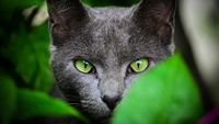pic for Cat With Green Eyes 